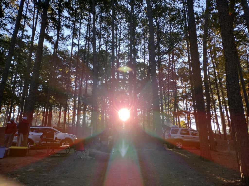 Morning sunlight coming through pine trees